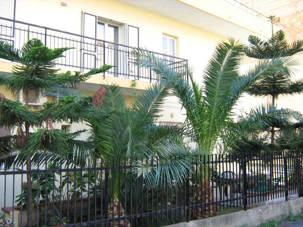 Flowered courtyard at B&B Al Cedir 4